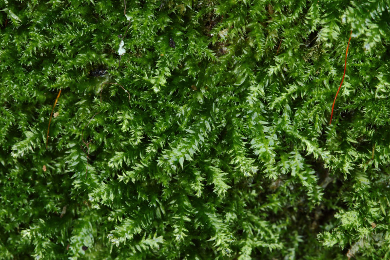 Herzogiella striatella